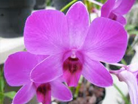 Xcaret-orchid